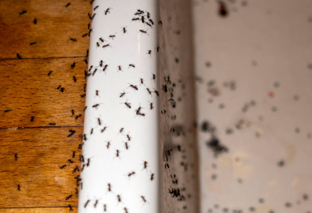 Best Wildlife Control Services  in Cadiz, OH