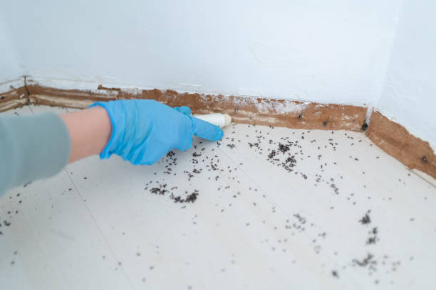 Best Wasp Removal Services  in Cadiz, OH